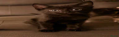 Domestic Shorthair 3