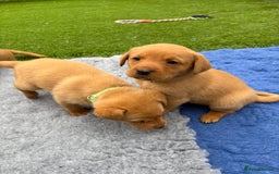 Labrador Retriever dogs for sale: Beautiful KC Fox Red Pups. 0/0 hip/elbow mum & dad - Image 8
