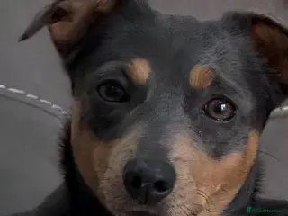 Jack Russell dogs Jack Russell Puppies - Advert 7