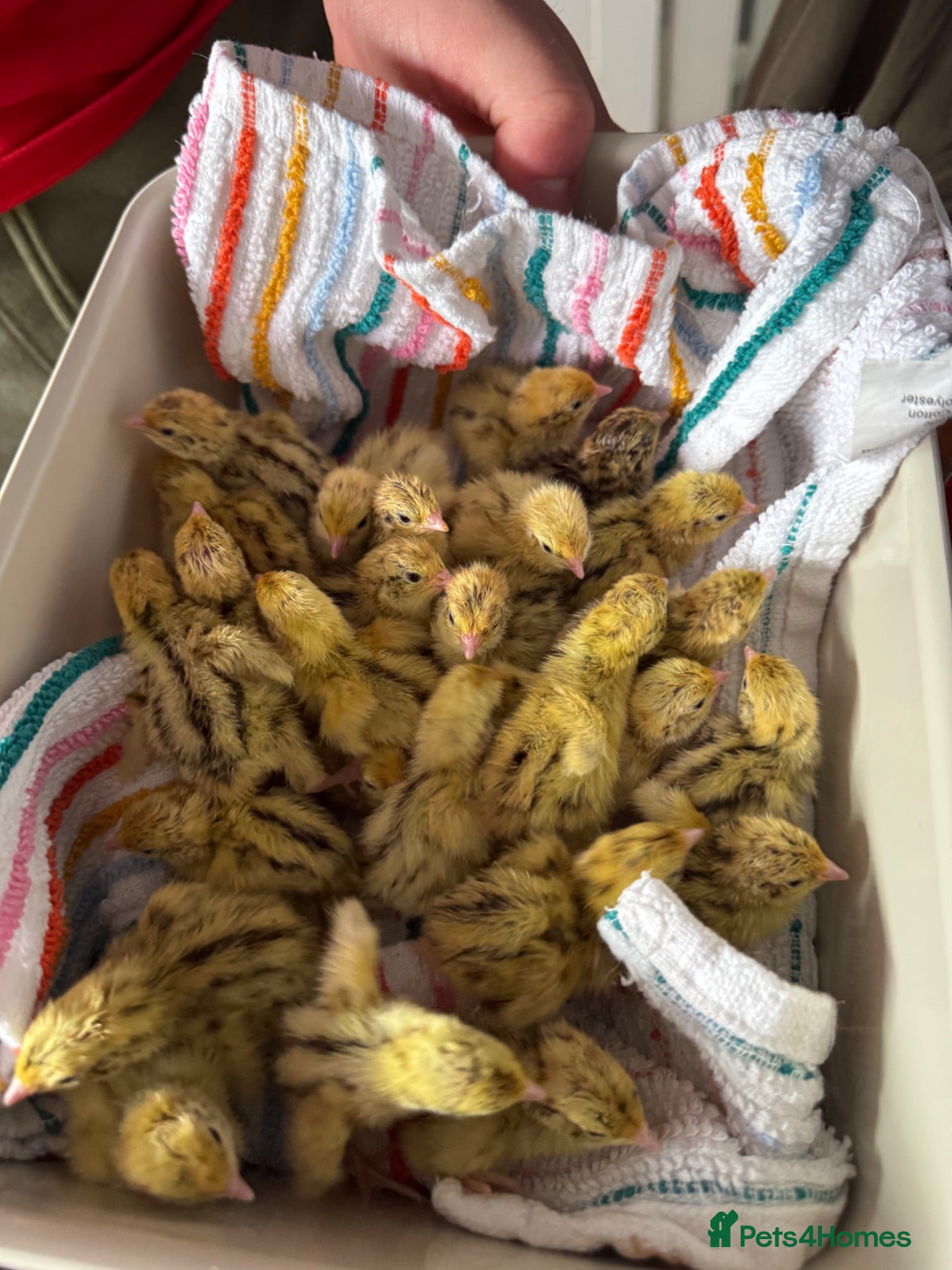 Quail poultry Quails for Sale  - Advert 1