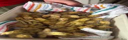 Quail poultry for sale: Quails for Sale  - Advert 1
