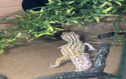 Leopard Gecko reptiles for sale: Female Leopard Gecko  - Image 9