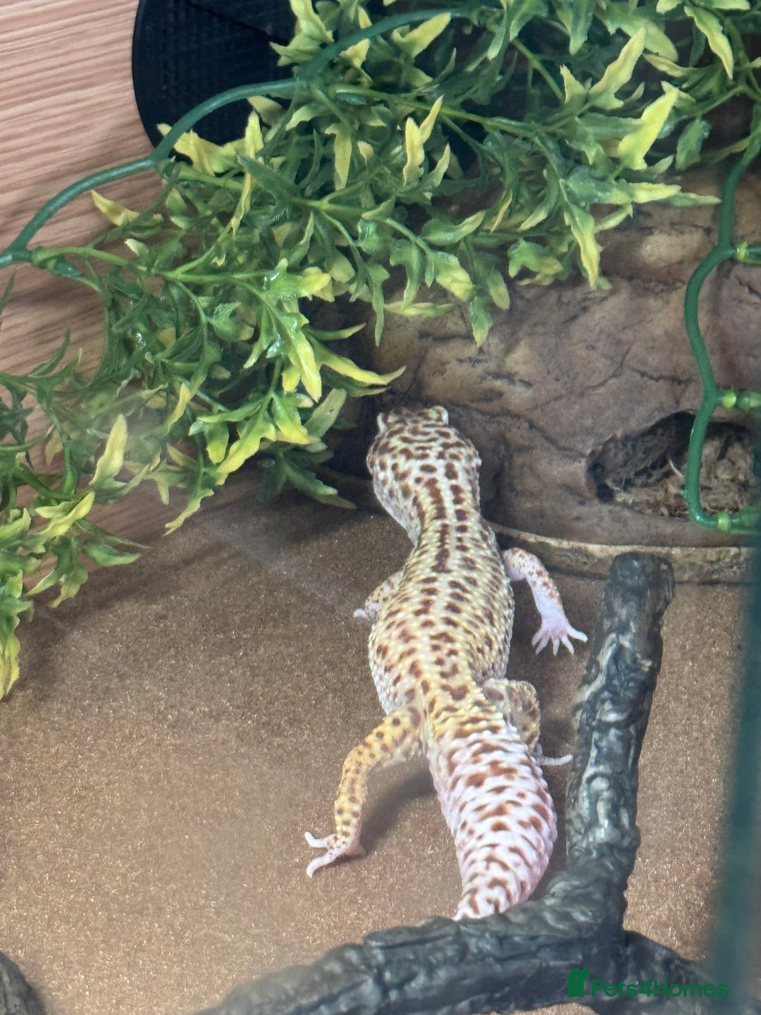 Leopard Gecko reptiles for sale: Female Leopard Gecko  - Image 9