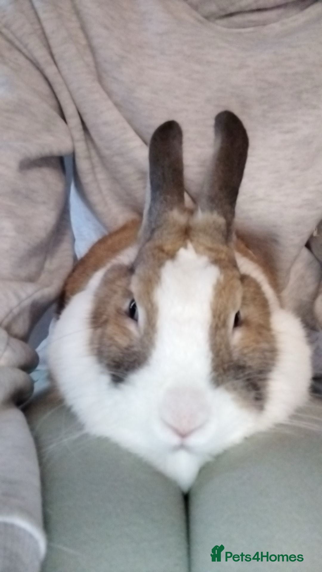 English Lop rabbits Female rabbit  - Advert 8