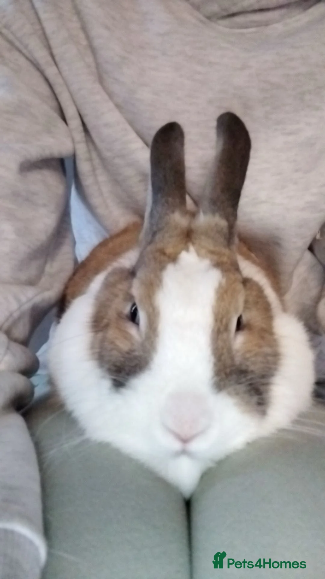 English Lop rabbits for sale: Female rabbit  in Denny - Advert 1