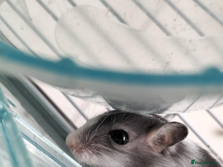 Gerbil rodents - Advert 4