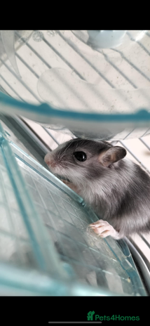 Gerbil rodents - Advert 15