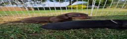 Miniature Dachshund dogs for sale: Kc reg, health tested,miniature dachshund puppies  - Advert 18