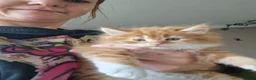 Norwegian Forest Cat cats for sale: Beautiful ginger Norwegian kittens  - Advert 10