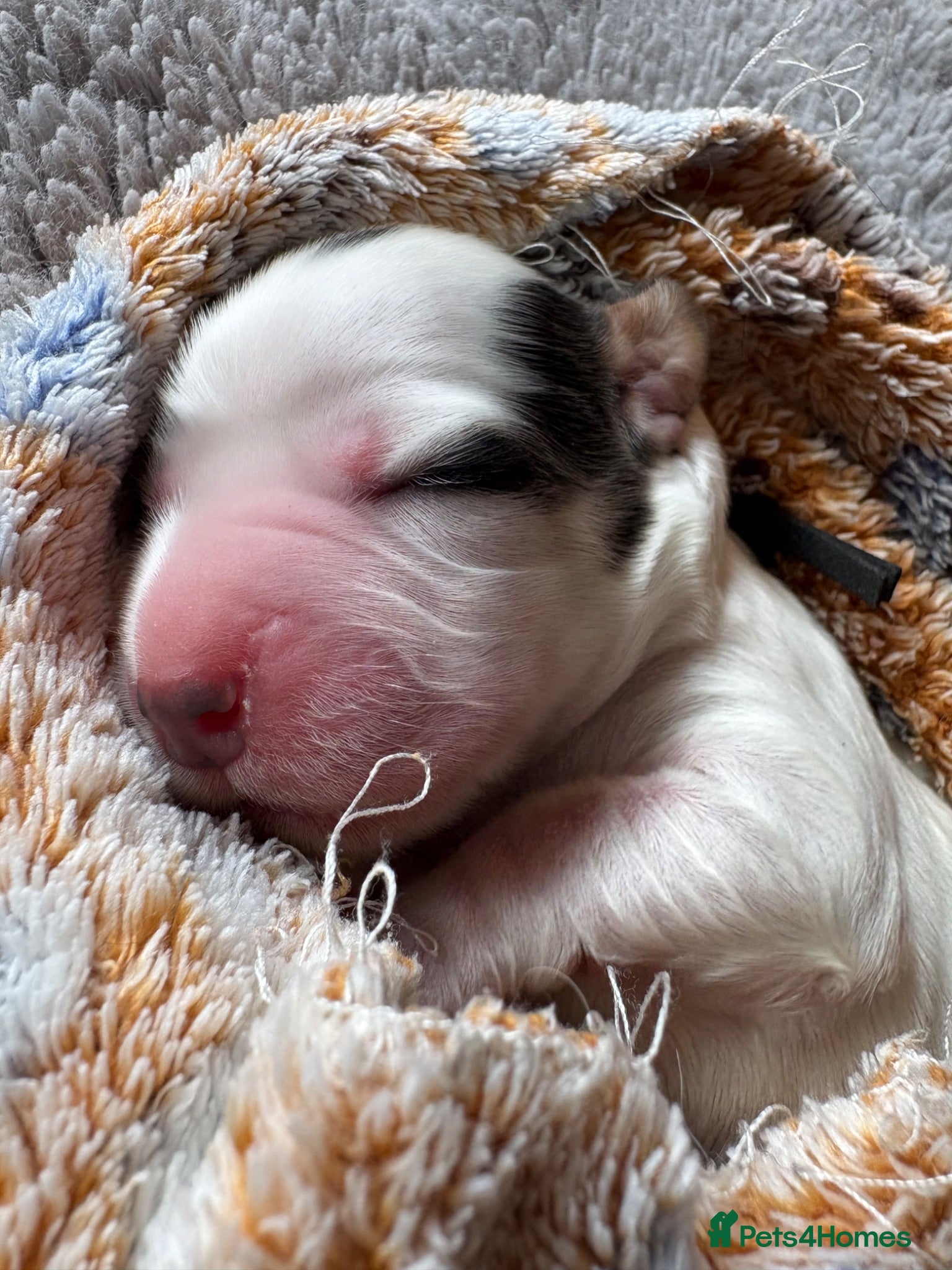 Cocker Spaniel dogs Gorgeous KC babes from full health checked parents - Advert 1