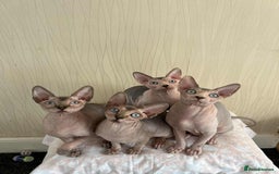 Sphynx cats for sale: 4 Beautiful sphynx kittens available - Image 13