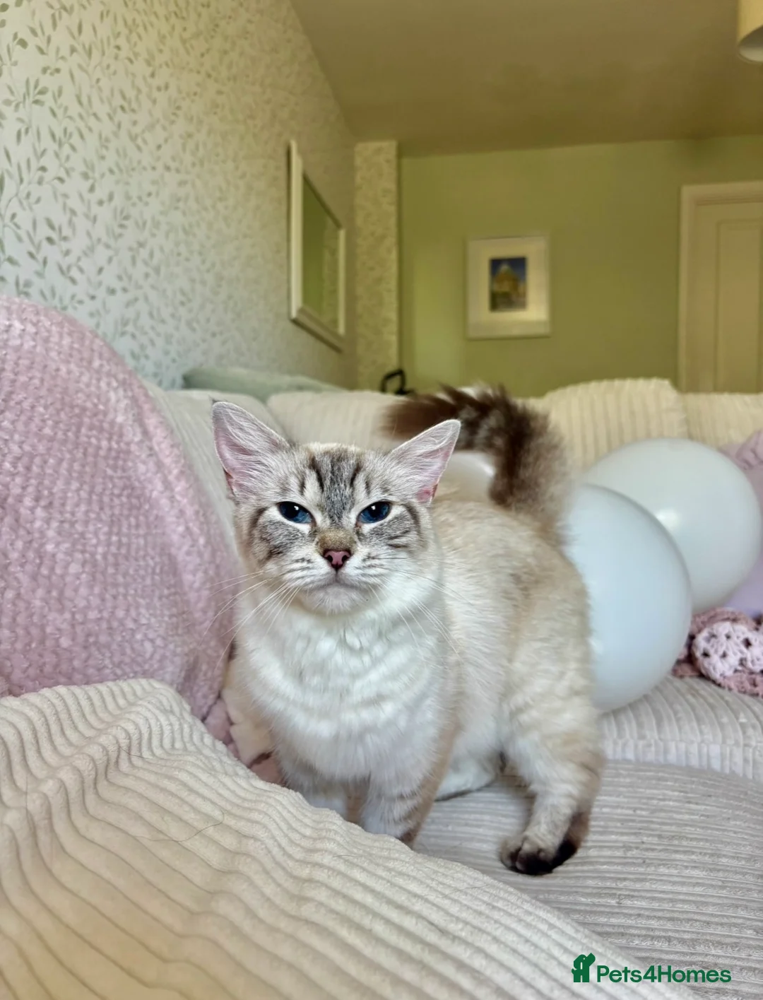 Ragdoll cats for sale: 🌸Beautiful seal lynx queen🌸 - Advert 1