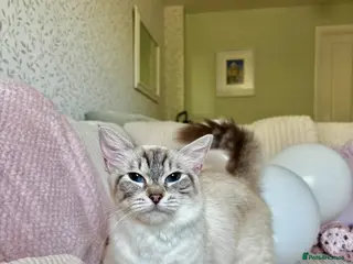 Ragdoll cats 🌸Beautiful seal lynx queen🌸 - Advert 2