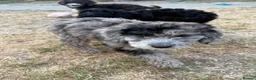Cockapoo dogs for sale: *LAST 3 LEFT READY TO LEAVE*F1B Cockapoos🐶 - Advert 23