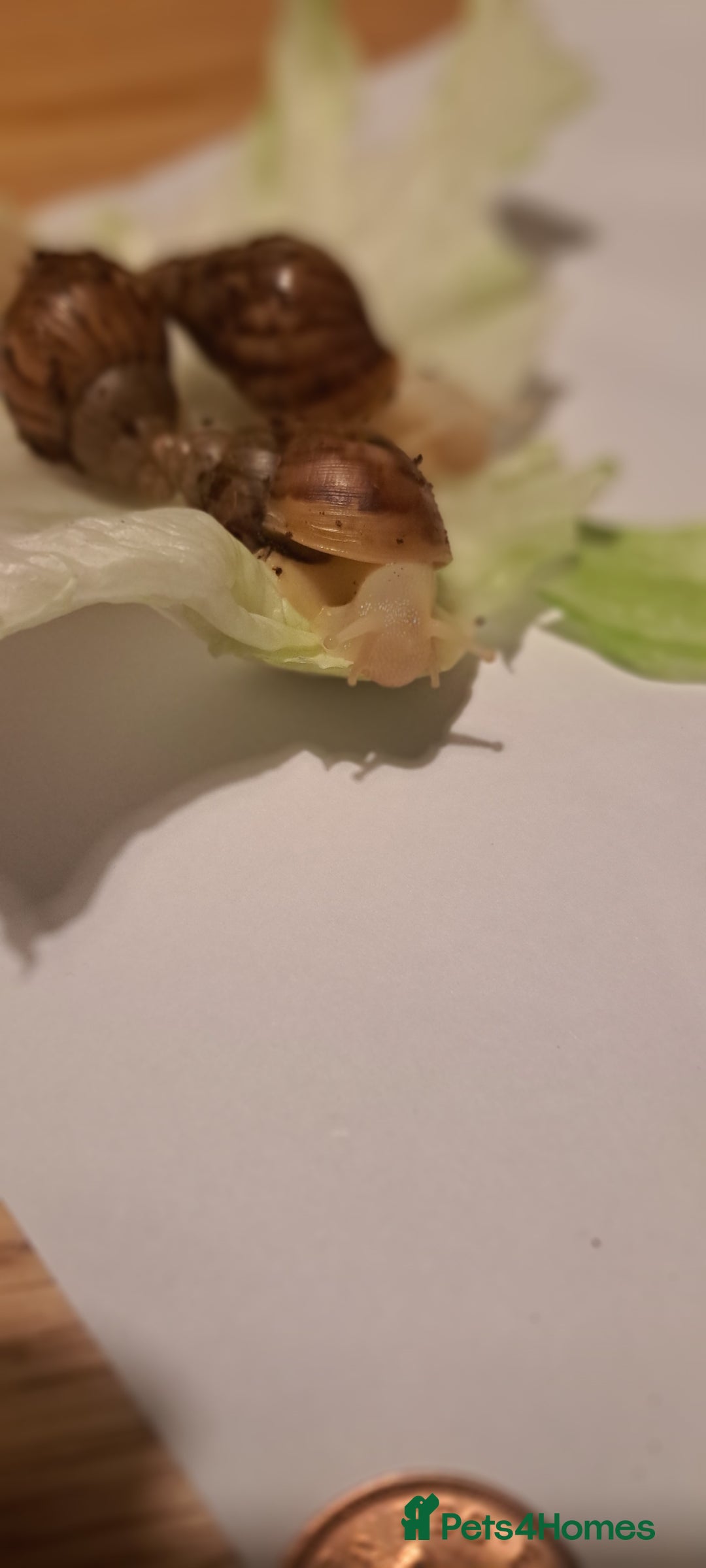 Snails invertebrates for sale: African Land Snails Hatched 21/4/25 - Image 7