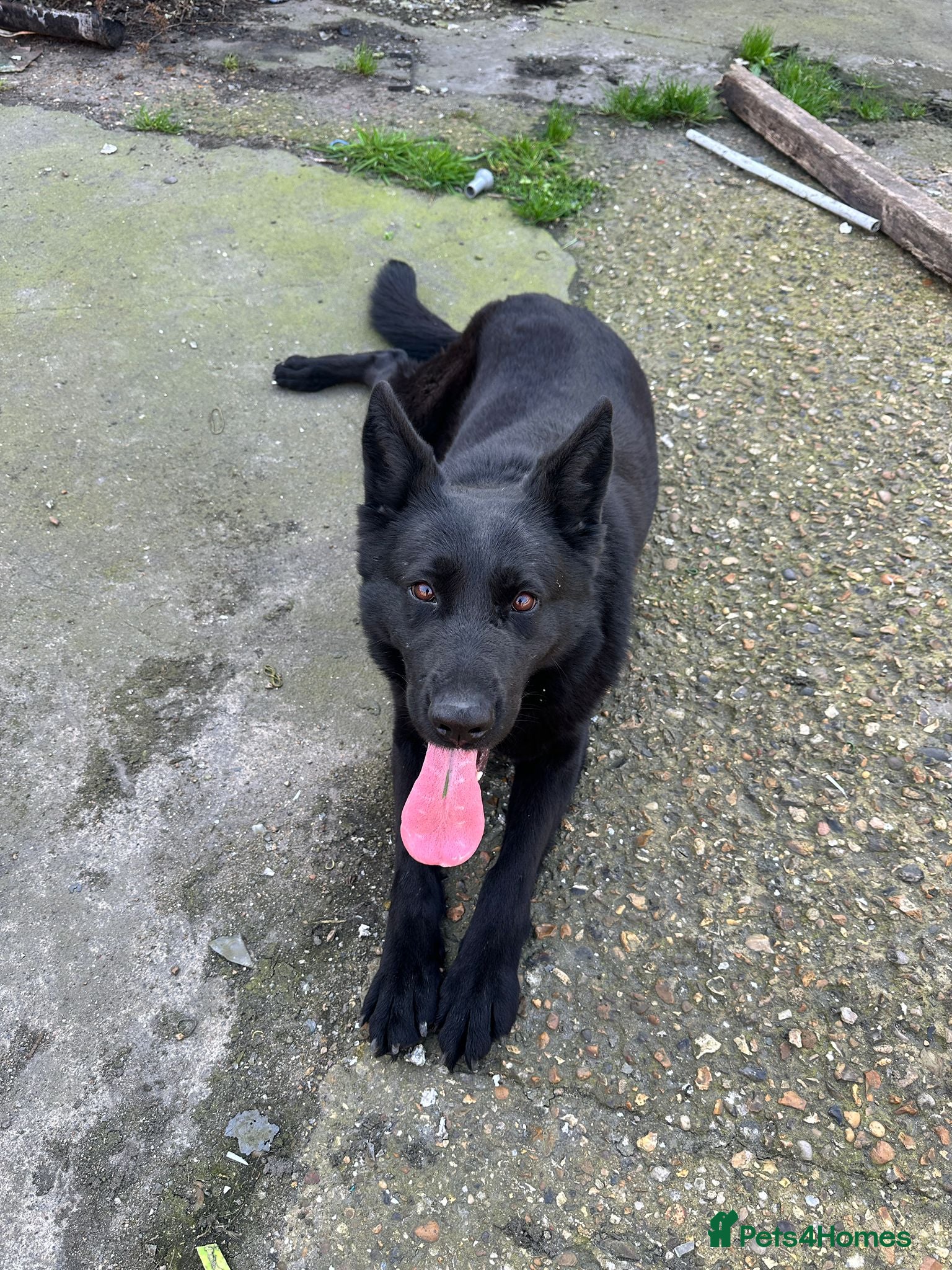 German Shepherd dogs Naomy/Sacha - Advert 2