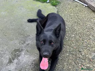 German Shepherd dogs Naomy/Sacha - Advert 2