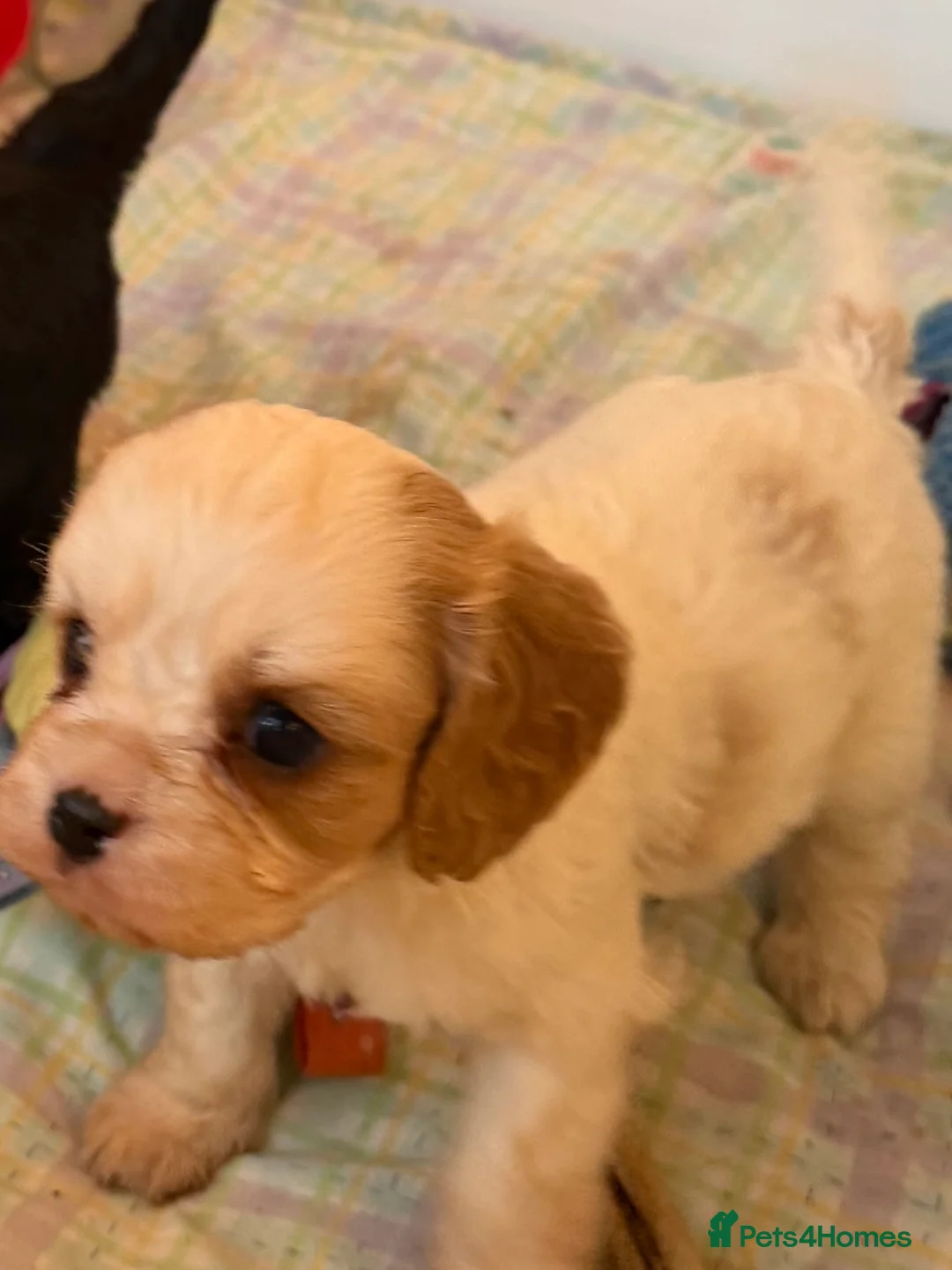 Cavapoo dogs for sale: Stunning cavapoo puppies ready 9th January  - Advert 11