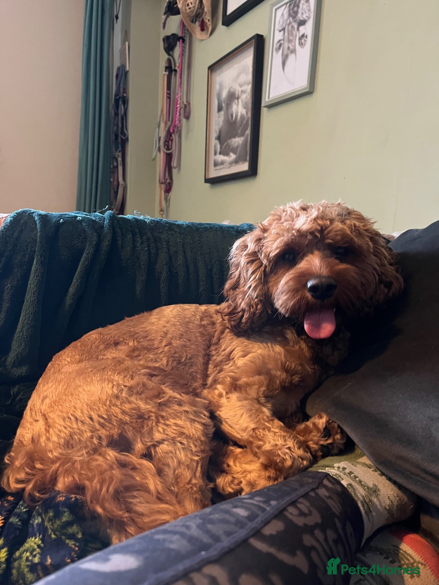 Cavapoo dogs F1 Cavapoo Deep Apricot (red/ruby) Boy for sale - Advert 2