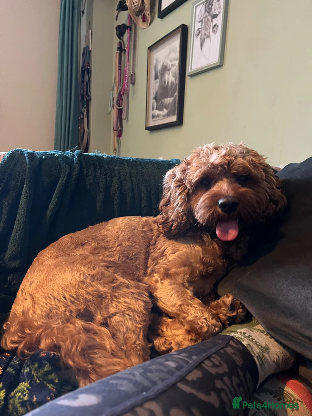 Cavapoo dogs for sale: F1 Cavapoo Deep Apricot (red/ruby) Boy for sale - Advert 2