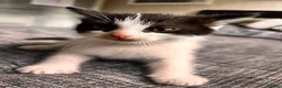 Mixed Breed cats for sale: Beautiful Mixed Breed Ragdoll Kittens! in Cambridge - Advert 2