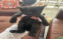 Maine Coon cats for sale: Half main coon kittens  - Image 33