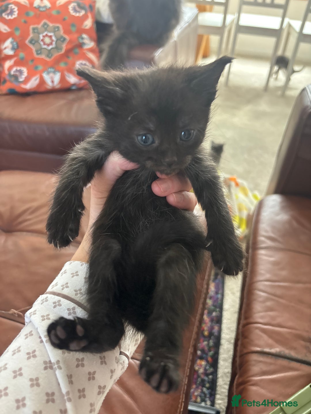 Maine Coon cats for sale: Half main coon kittens  - Image 33
