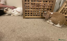 French Lop rabbits for sale: 4 x mixed breed lop bunnies 2 x albino REW 2 x not - Image 4