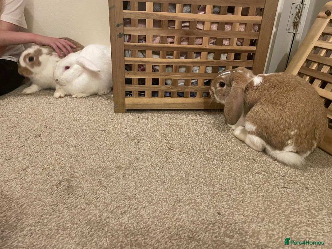 French Lop rabbits for sale: 4 x mixed breed lop bunnies 2 x albino REW 2 x not - Image 4