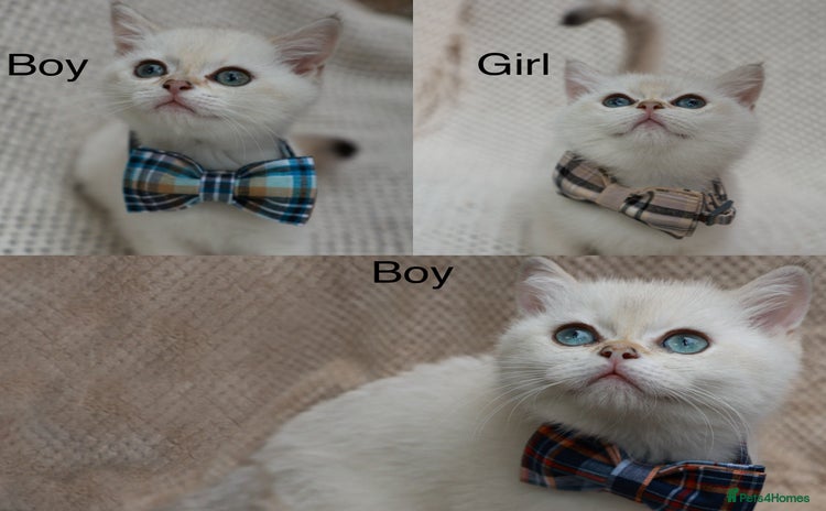 British Shorthair cats in Bedford - Advert 2