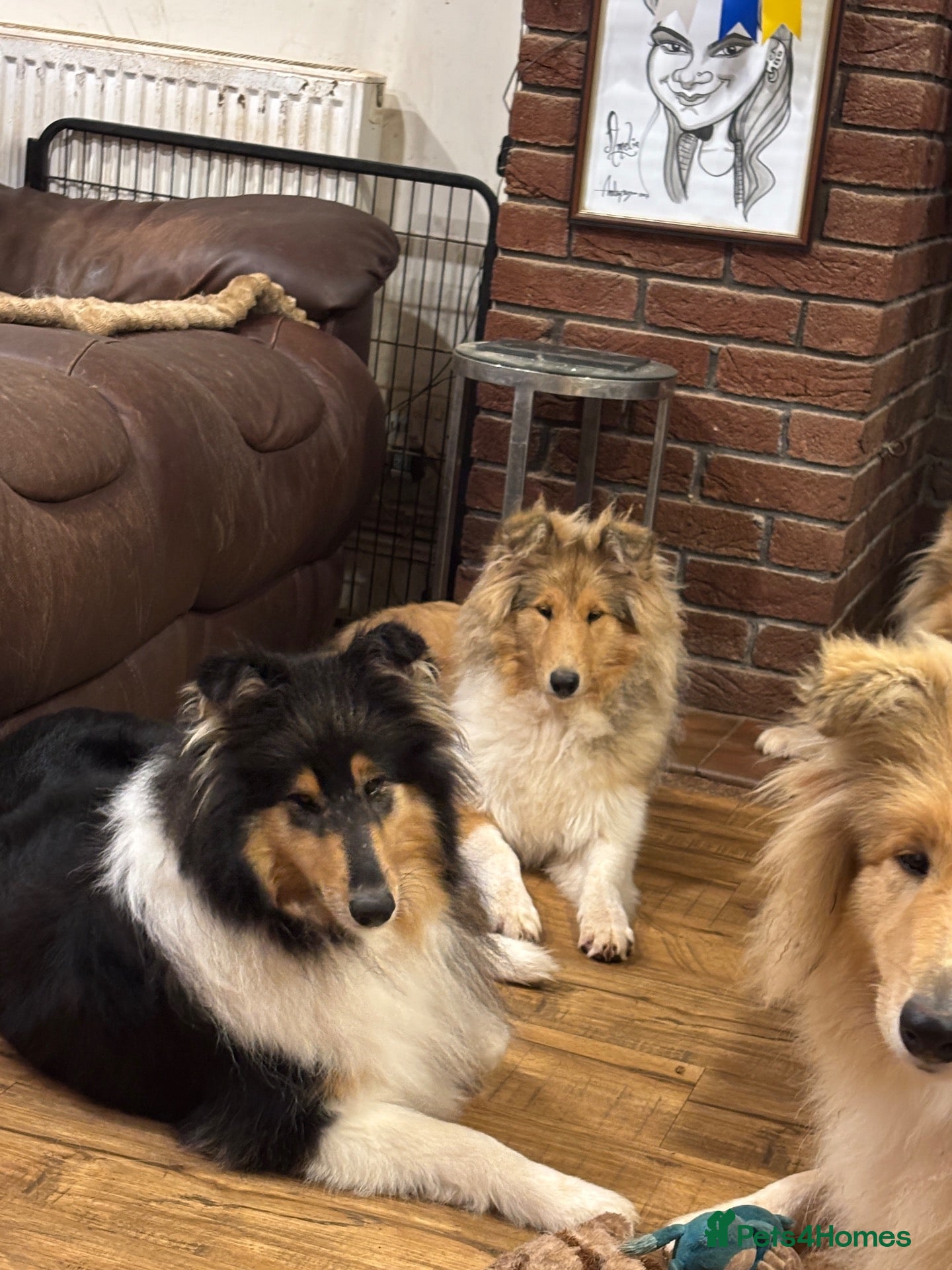 Rough Collie dogs KC Registered Sable and white puppy bitch - Advert 2