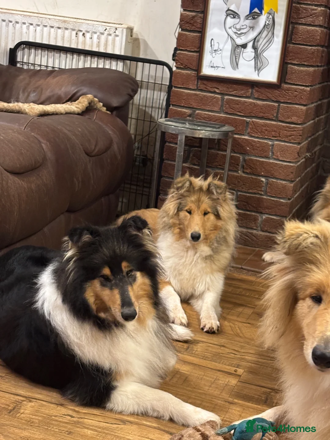 Rough Collie dogs for sale: KC Registered Sable and white puppy bitch - Advert 1