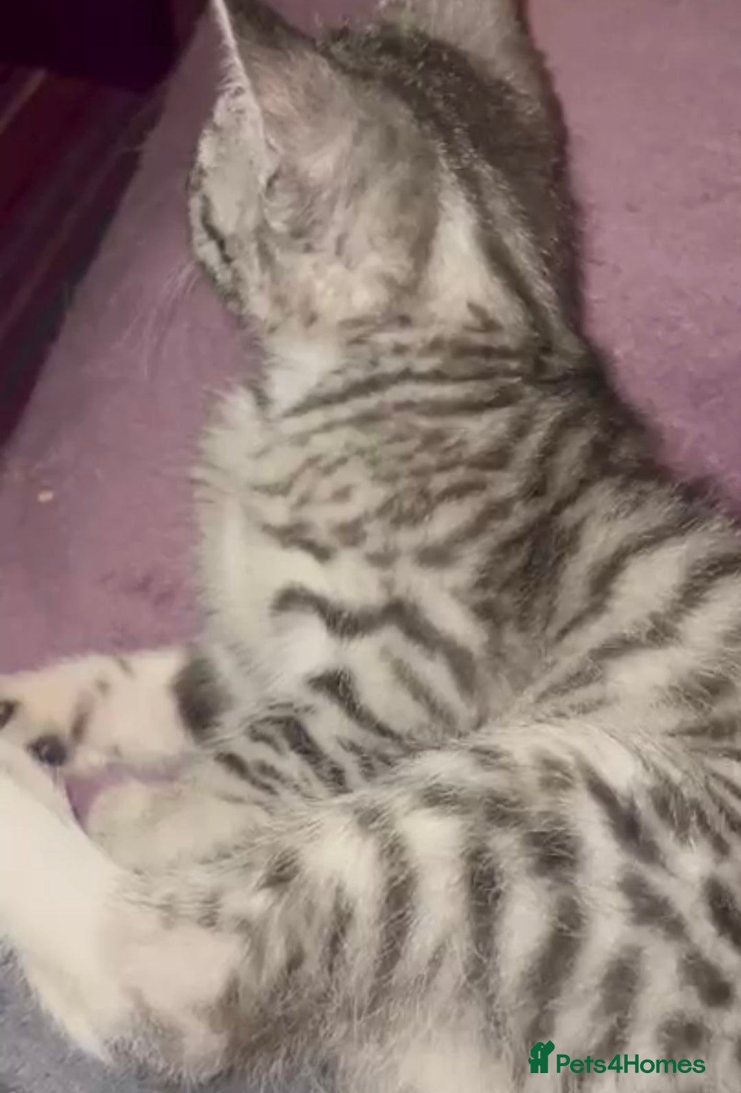 Mixed Breed cats for adoption: Rescue kitten needs home of his own - Advert 7