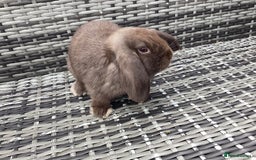 Mini Lop rabbits for sale: Two chocolate female mini lops  - Image 2