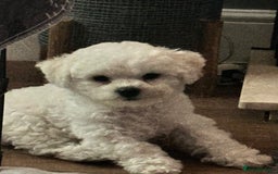 Bichon Frise dogs for sale: KC Bichon Frise puppies in Northampton - Image 11
