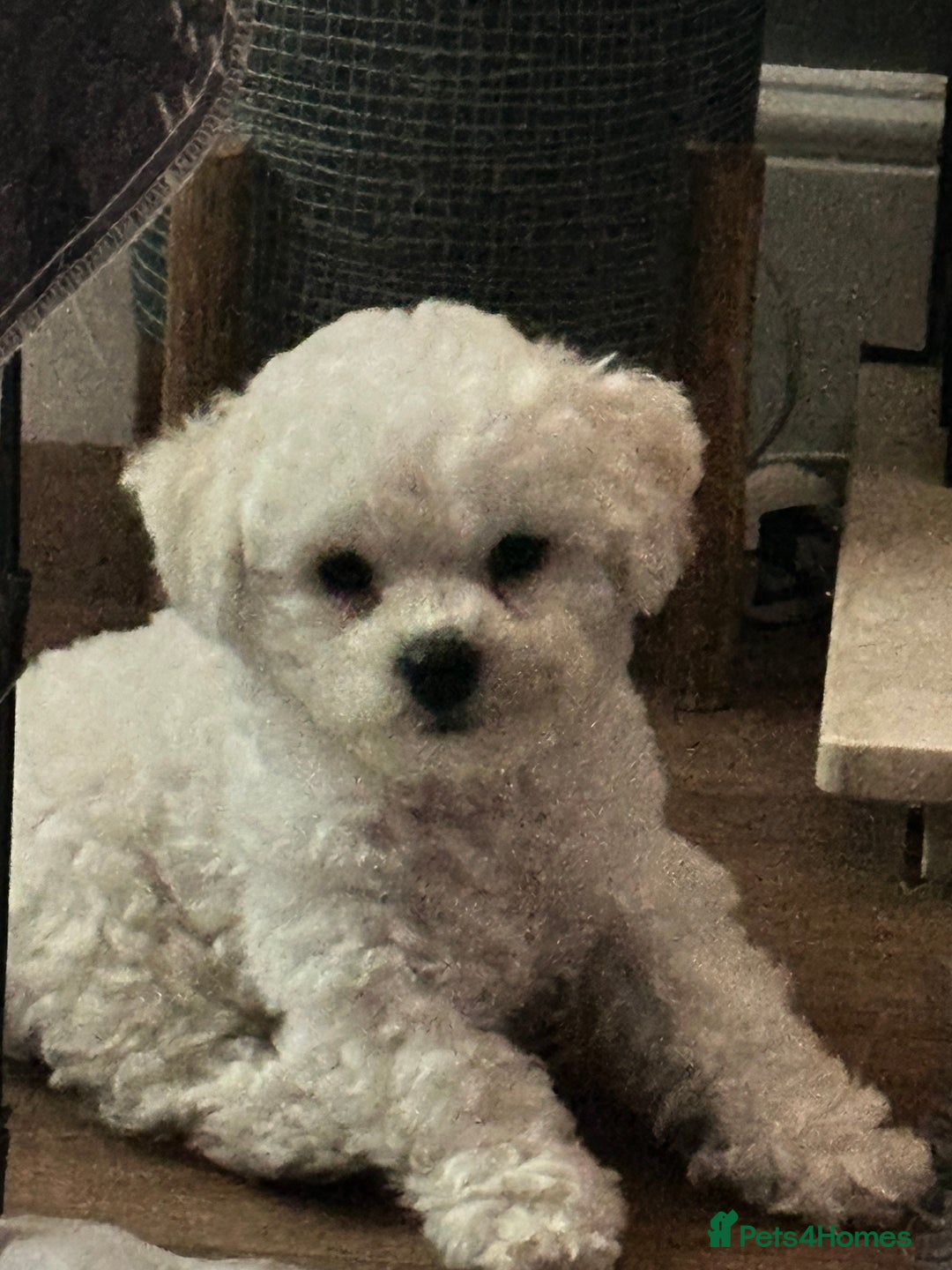 Bichon Frise dogs for sale: KC Bichon Frise puppies in Northampton - Image 11