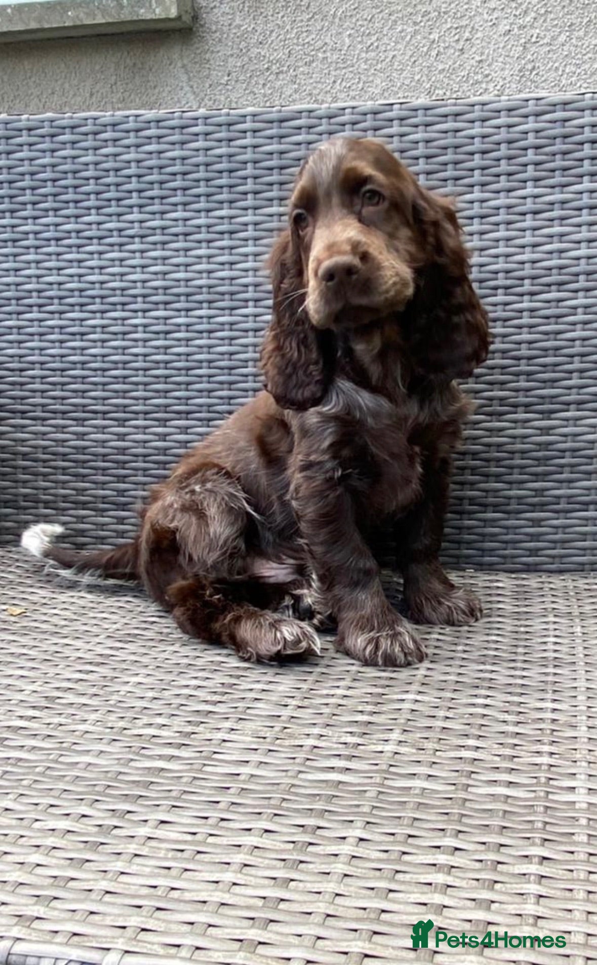 Cocker Spaniel dogs KC registered Cocker Spaniel Pups DNA tested - Advert 1
