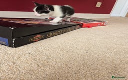 Mixed Breed cats for sale: Adorable Black & White Kittens - Image 30