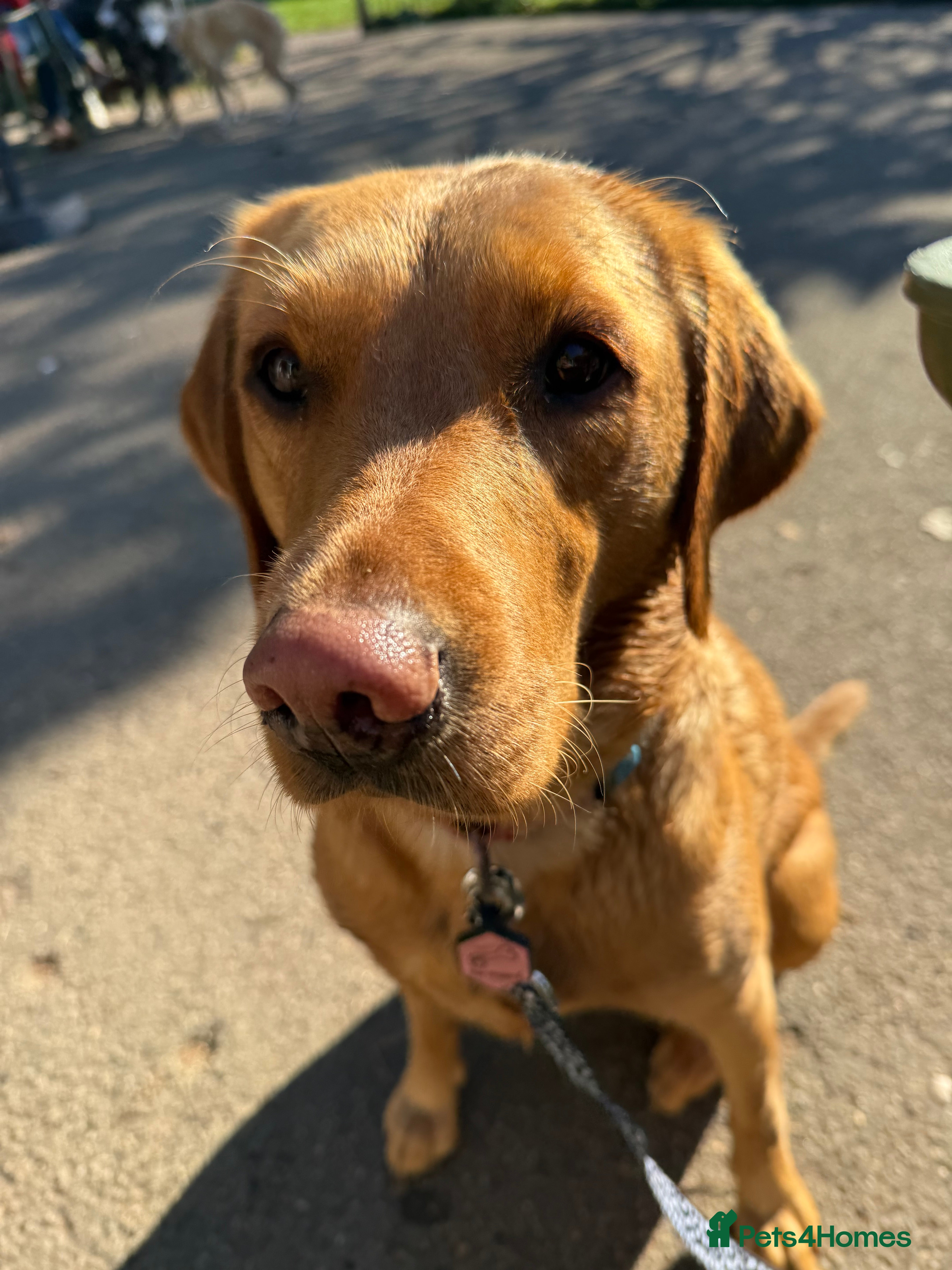 Labrador Retriever dogs Fox red Labrador puppies due end of November  - Advert 13