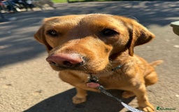 Labrador Retriever dogs for sale: Fox red Labrador puppies due end of November  - Advert 1