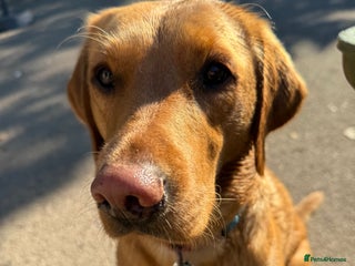 Labrador Retriever dogs Fox red Labrador puppies due end of November - Advert 11