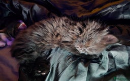 Mixed Breed cats for sale: Beautiful kittens for sale - Advert 11