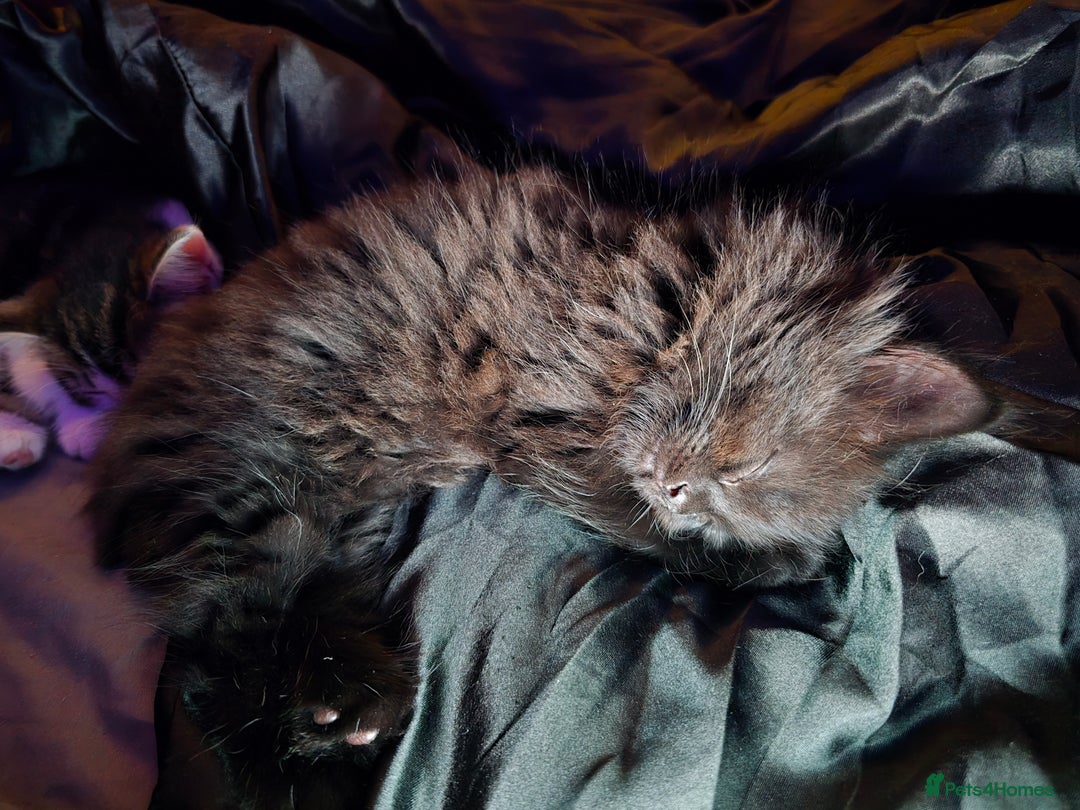 Mixed Breed cats for sale: Beautiful kittens for sale - Advert 11