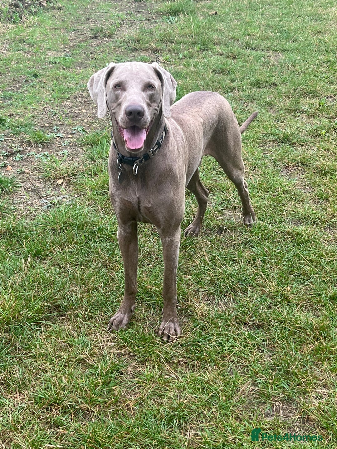 Weimaraner dogs for stud: Words of Wisdom in Bedford - Image 2