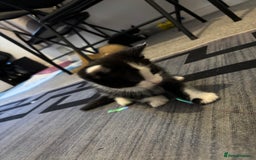 British Longhair cats for sale: Three adorable kittens  - Image 12