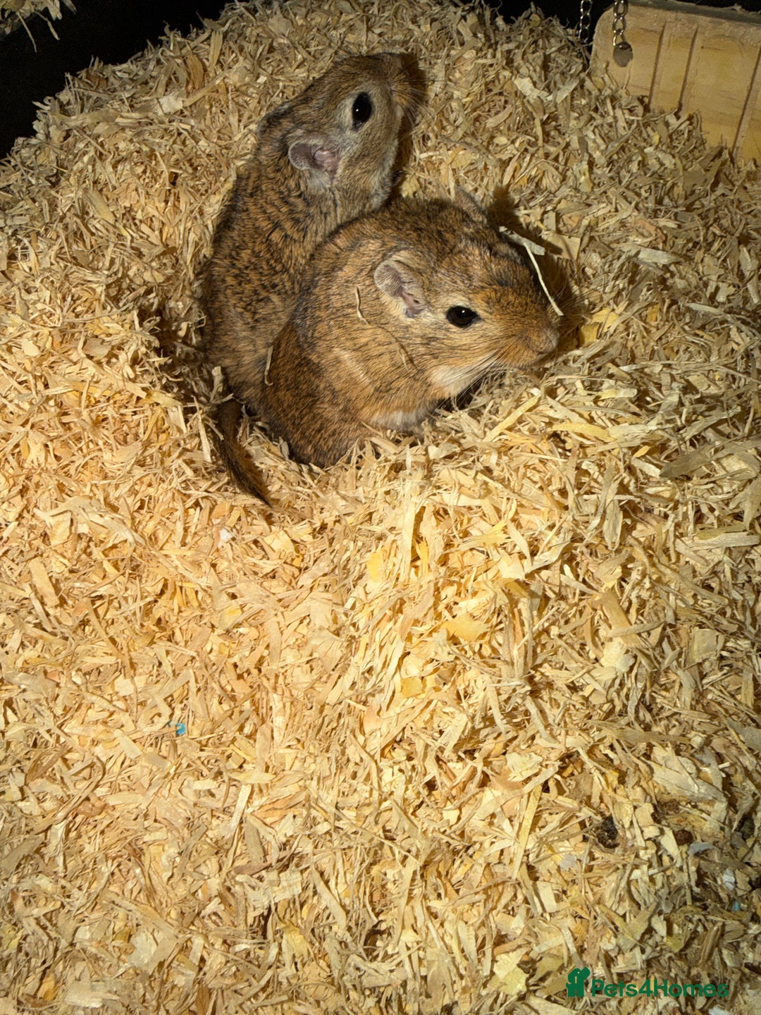 Gerbil rodents for sale: 2 gerbils including the main cage and travel cage - Advert 3