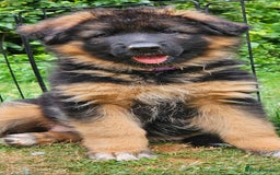 German Shepherd dogs for sale: Beautiful girl available  - Image 14