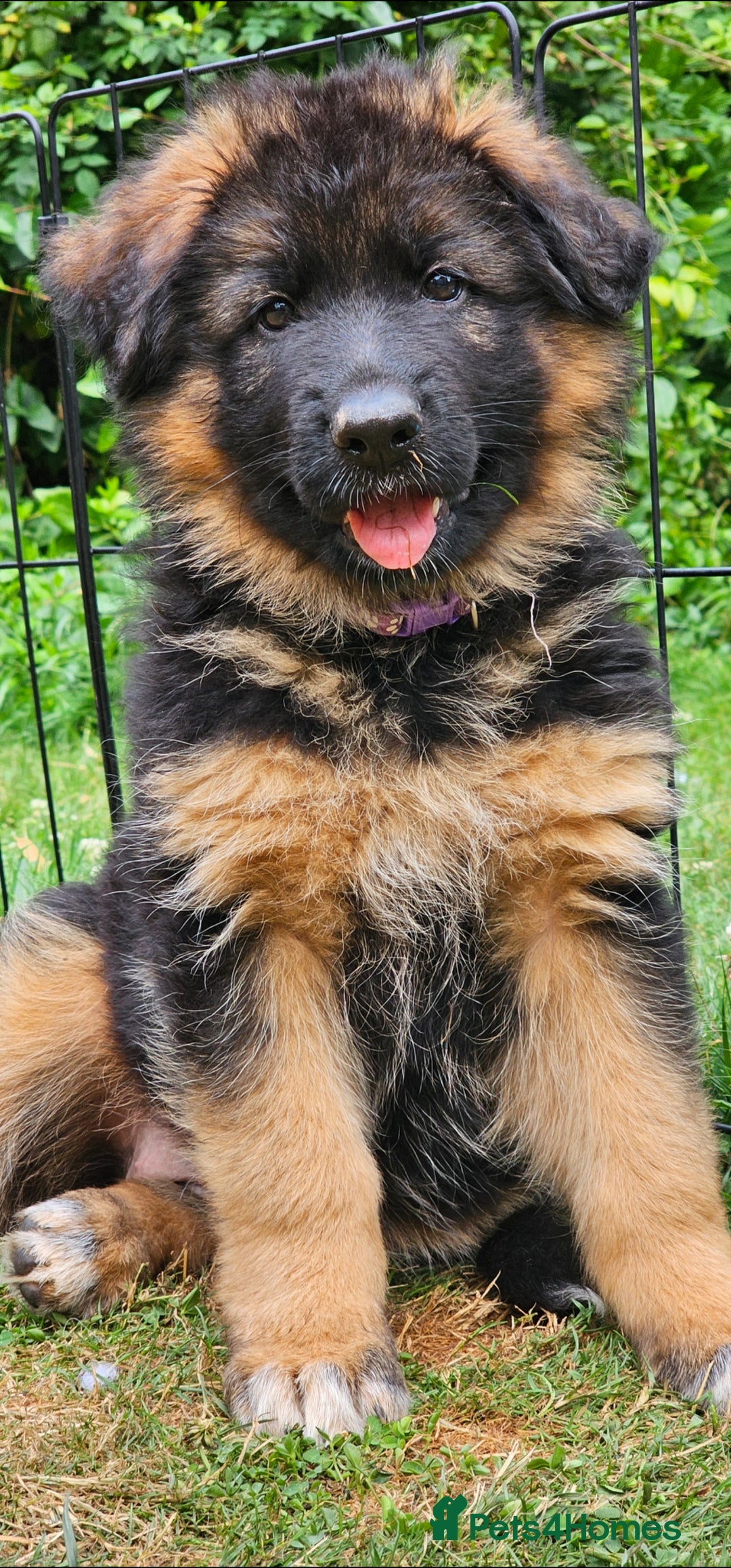 German Shepherd dogs for sale: Beautiful girl available  - Image 14