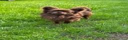 Chihuahua dogs for stud: Solid chocolate KC LC champion line DNA tested  - Advert 4