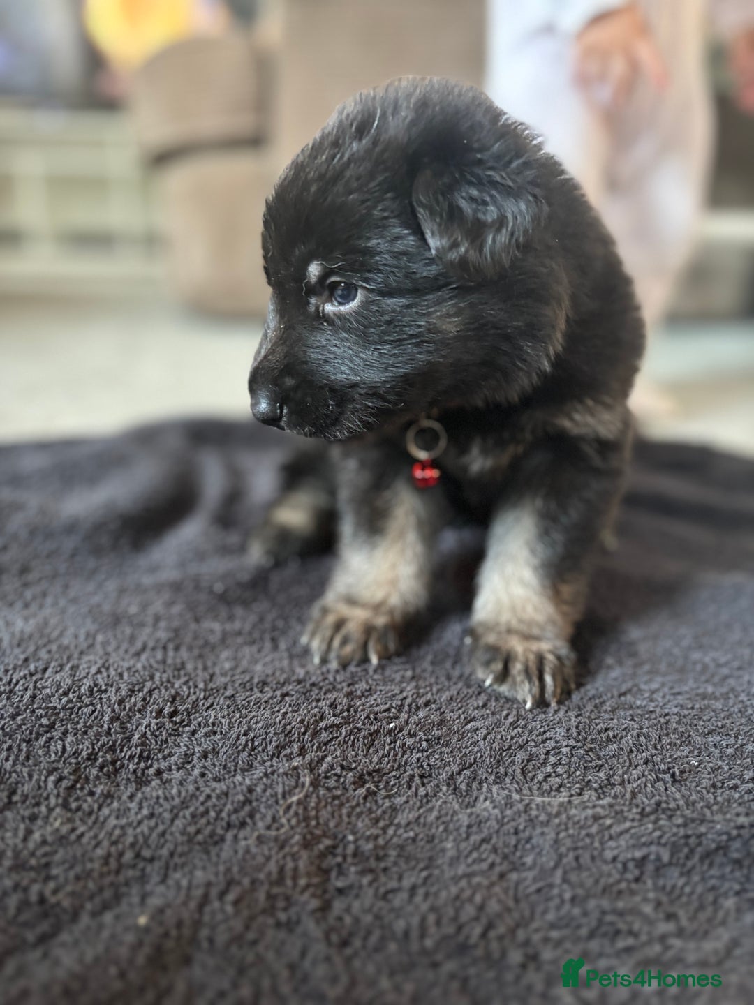 German Shepherd dogs for sale: 8x German Shepherd Puppies - Image 7